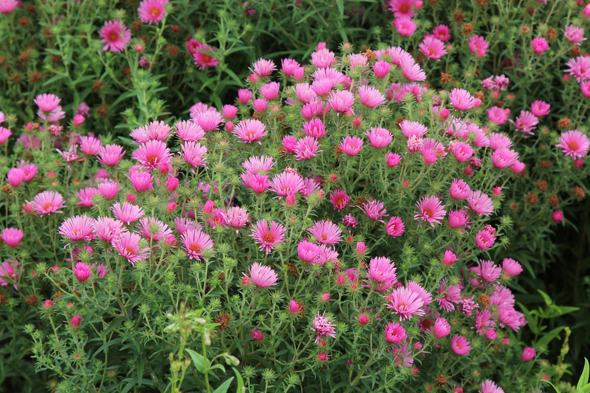 Aster novae-angliae 'Harrington's Pink' (4)